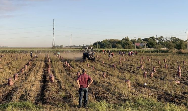 У «Садах Перемоги» на Дніпропетровщині розпочали копання картоплі