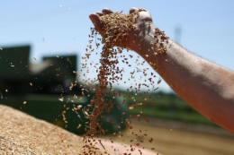 Україна експортувала майже 49 млн тонн зерна