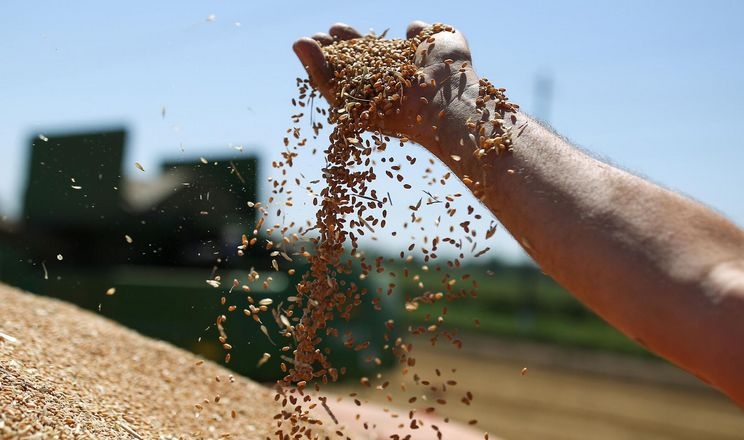 Світові запаси зерна знизяться до 9-річного мінімуму, - IGC
