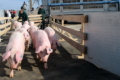 Чому племінний завод «Агропрайм Холдинг» обрав французьку генетику свиней