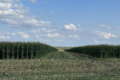 «ТАС Агро» заготовив 19,5 тис. тонн кукурудзи на силос