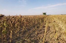 Як визначити оптимальні строки збирання соняшнику