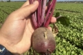 Миколаївські аграрії показали другий урожай овочів