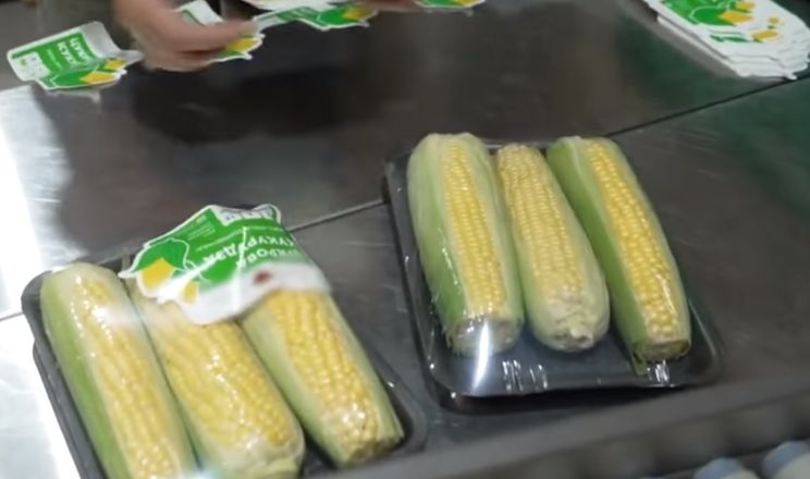 Чернігівський фермер експортуватиме солодку кукурудзу