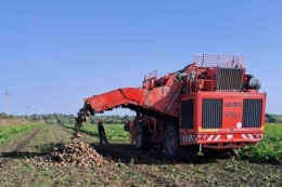 Жнива тривають: аграрії почали збирання цукрових буряків