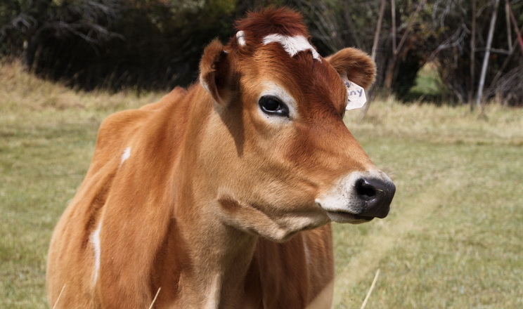 Джерсейські корови спокійно переносять висококонцентрантний тип раціону