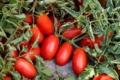 Італійці випробовують два нових сорти томатів для переробки