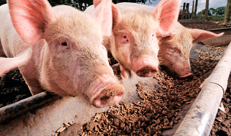 Правильно підібрана поживність преміксів для свиней зміцнює імунітет тварин і зменшує витрати на годівлю