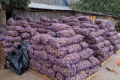 Чернігівські картоплярі пропонують продукцію за сенсаційною ціною
