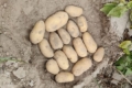 Чернігівський фермер показав вражаючий урожай картоплі