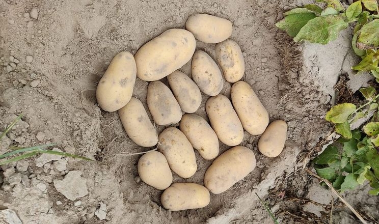 Чернігівський фермер показав вражаючий урожай картоплі