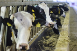 На форумі «Молочна ферма» поділяться досвідом зниження собівартості виробництва молока