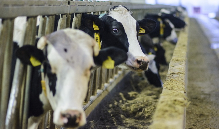 У США переглянули потреби молочних корів у поживних речовинах