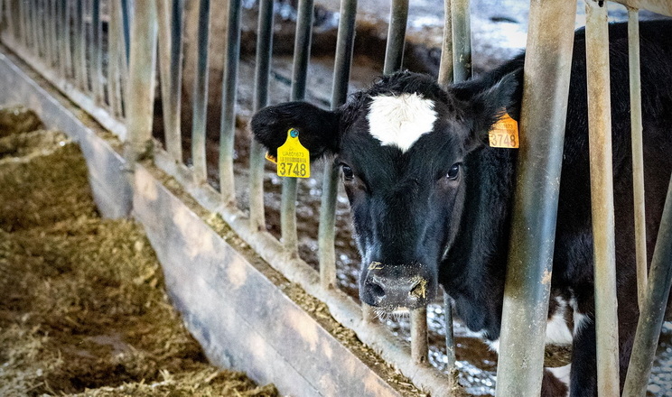 «Євросем» заощаджує за рахунок оптимізації процесів на молочній фермі