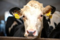Цього року будуть відновлені бюджетні дотації на утримання худоби