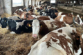 Черкаська ферма планує наростити  поголів’я дійних корів до 600