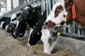 Villa Milk планує наростити стадо дійних корів і виробляти тверді сири