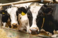 «Сігнет-Мілк» отримав у 2023 році рекордні надої на корову