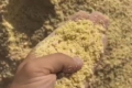 Кукурудзяна паста підвищує показники вирощування свиней