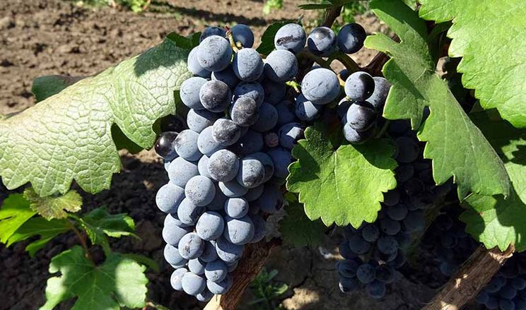 Інститут Таїрова запросив відвідувачів на збір Одеського Чорного винограду