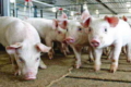 Спалах стрептококозу в свиней може бути наслідком стресу