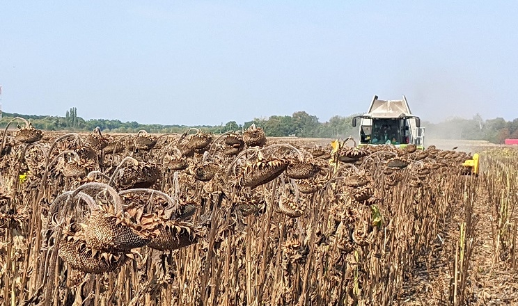 Умови для розвитку пізніх культур покращились у серпні