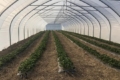 Під Черніговом планують вирощувати полуниці в теплицях