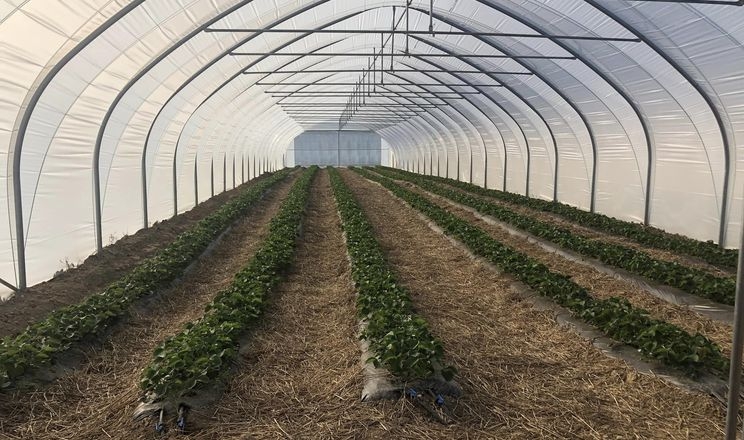 Під Черніговом планують вирощувати полуниці в теплицях