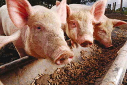 Власний комбікормовий цех здешевлює виробництво свинини, ‒ досвід