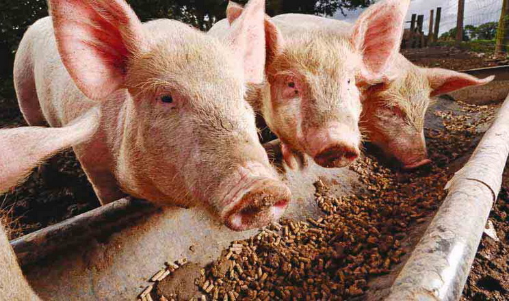 Власний комбікормовий цех здешевлює виробництво свинини, ‒ досвід
