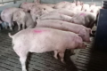 KSG Agro поповнить репродуктивне стадо 1330 свинями канадської генетики