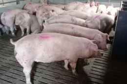Живець свиней подешевшав на 11%