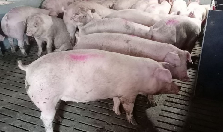 KSG Agro поповнить репродуктивне стадо 1330 свинями канадської генетики