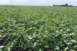 Досвідом висівання сидератів поділилися у ФГ «Олгрис» на Житомирщині