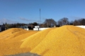 Ціни на кукурудзу на внутрішньому ринку сповільнили зростання