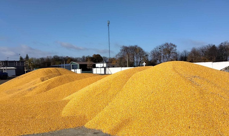 Ціни на українську кукурудзу сповільнили зростання