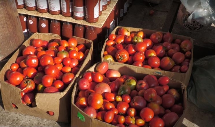 17 полтавських овочівників здали 40 тонн томатів на переробку