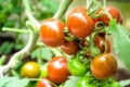 Українські тепличники експортуватимуть органічні овочі та салати, – експерт