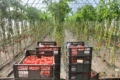 Виробник салатів показав урожай чернігівських томатів