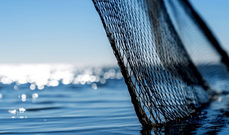 44% цьогорічного промислового вилову риби – з Кременчуцького водосховища