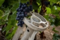 У крупного виробника винограду на Херсонщині збереглося до 15% насаджень