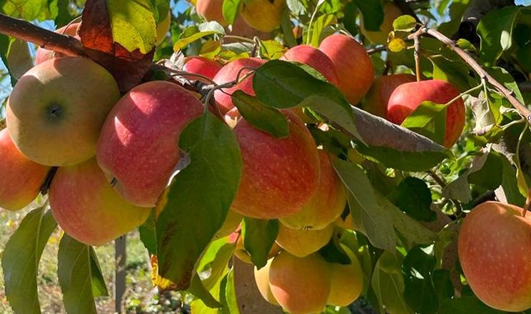 Українські та польські садівники збільшують забарвлення яблук
