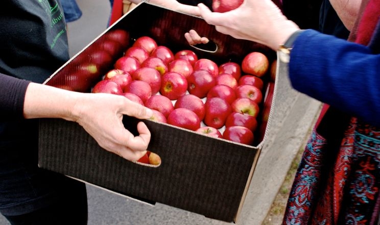 Агроном розповів як експортують яблука