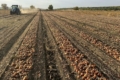 Зернове господарство зайнялося овочівництвом заради стабілізації цін
