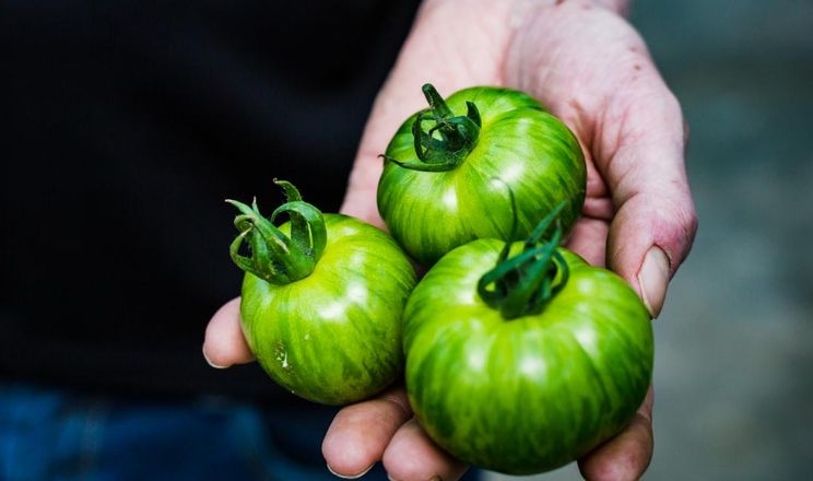 У Дніпрі з’явилися зелені томати по 279 грн/кг
