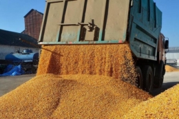 Експорт зерна перевищив 43,2 млн тонн