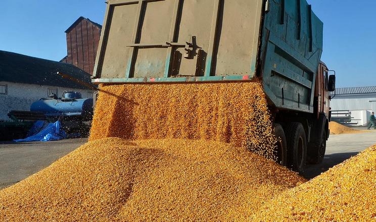 Строк реєстрації експортерів кукурудзи, сої та ячменю до Китаю збільшено до двох місяців