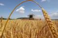Жнива-2023: В Україні намолочено понад 33 млн тонн нового врожаю