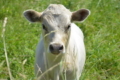 Люксембург і ФАО забезпечать засоби до існування українським родинам, які утримують худобу