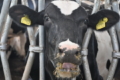 Villa Milk осіменятиме високопродуктивних корів сексованою спермою